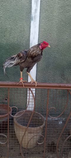 burmi