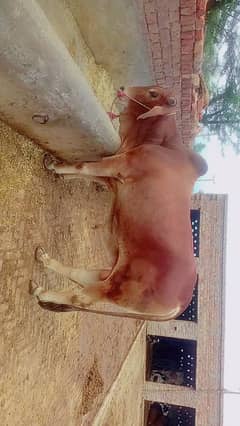 Qurbani ky liye sahiwal ka Wacha