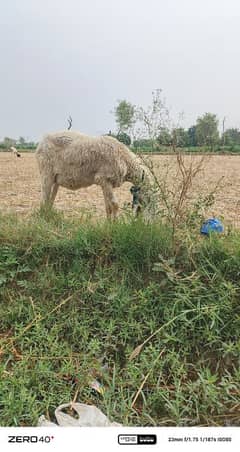 sheep desi guban