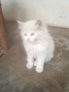 Russian cat kids sale