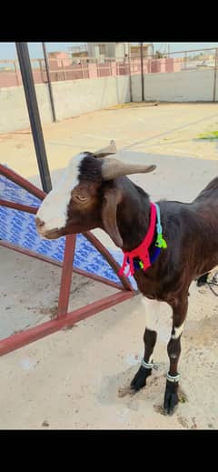 MASHALLAH TEDDY MALE AGE FRESH 2 DANT BEST FOR 2025 QURBANI