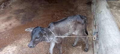 For Sale