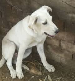 Very Nice white Labrador Fully Trained