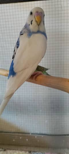 Australian Birds With Cage