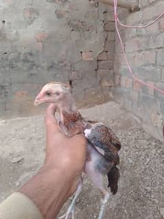 narowal