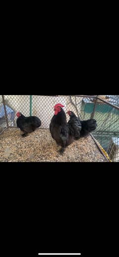 Black Bantam Set