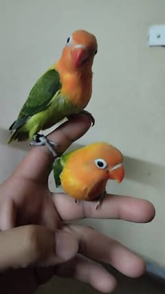 Green opaline & Albino B2 hand tame chicks 03214382921