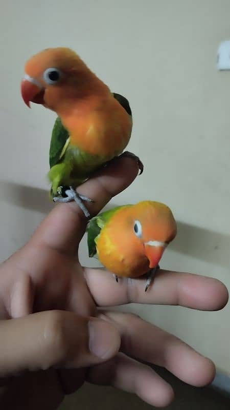 Green opaline & albino B2 hand tame chicks. 0