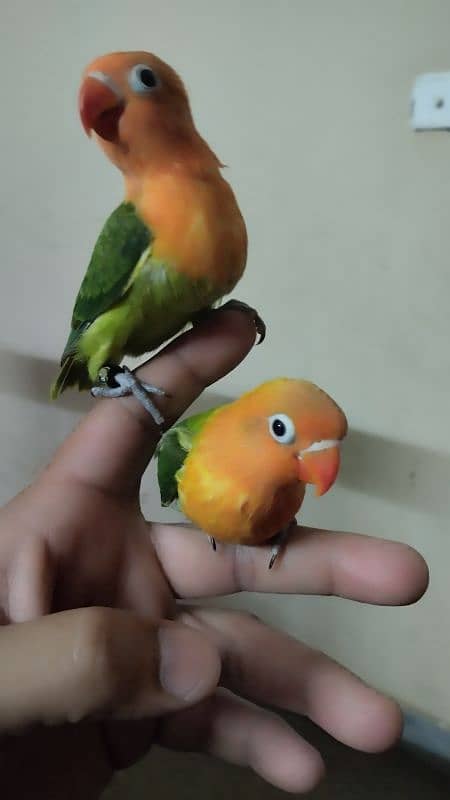 Green opaline & albino B2 hand tame chicks. 1