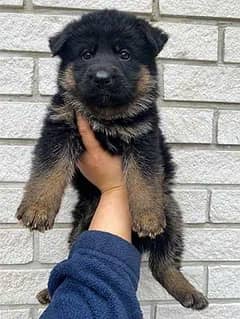 German Shepherd Long Coat Puppies | GSD | Double , Long Coat Puppies