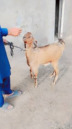 Eid ka Bakra