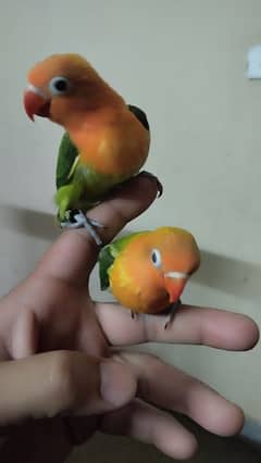 Green opaline & ALBINO B2 HAND TAME CHICKS-03214382921