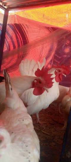 White Tail Japanese Breeder Pair