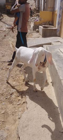 Bakra