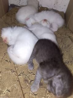 kitten