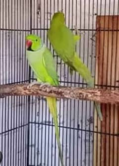 Green Fisher pair for Sale