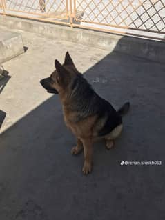 good dog