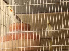 cockatail