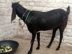 Qurbani ke Lea bakri (goat) available he Shook ke Lea be paal sakte he