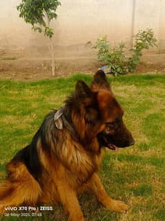 Garman Shepherd