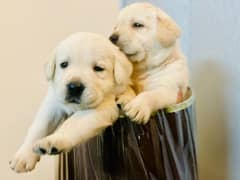 British Labra | Puppies | labrador | Dog | Labra Puppy | Labra