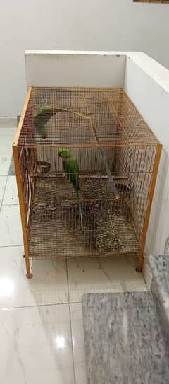 Raw Parrot Pair For Sale at Best price.