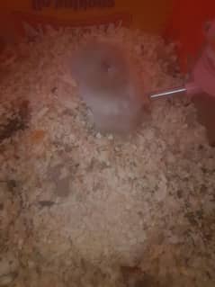 hamster