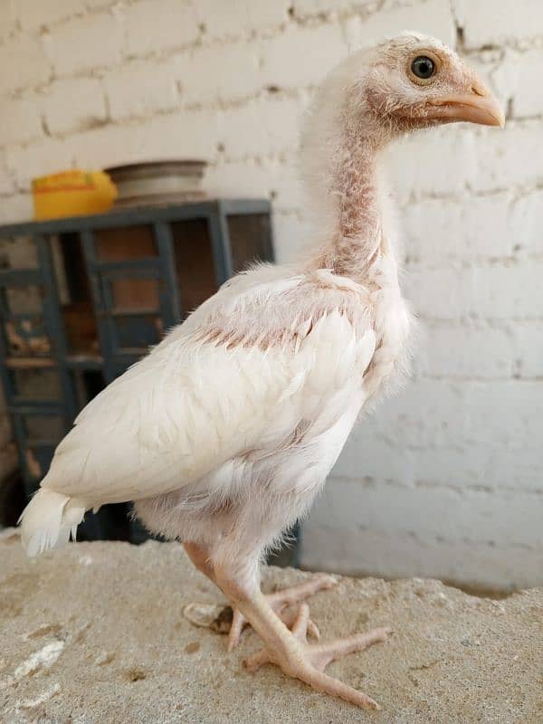 paper white heera chicks 1