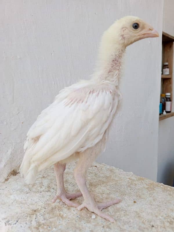 paper white heera chicks 2