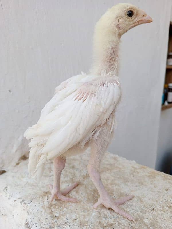 paper white heera chicks 3