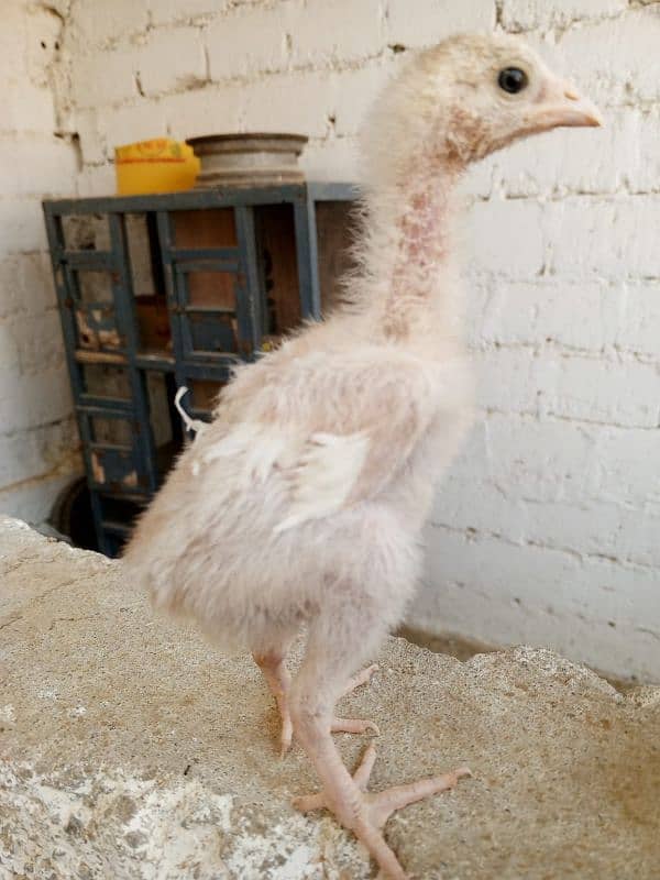 paper white heera chicks 4