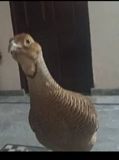 Dakni Breader Madi