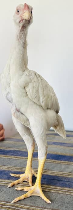 Pure German Shamo 3 Months Age
