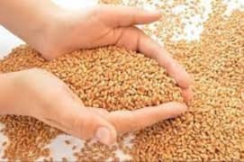 معیاری گندم ہم سے خریدیں (ہوم ڈلیوری کی سہولت دستیاب ہے)