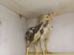 Aseel Shamo Chicks