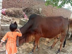 bull desi baccha