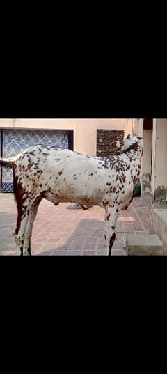 Dasi makhi cheena Bakra for sale