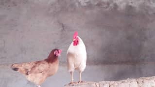 Hens.