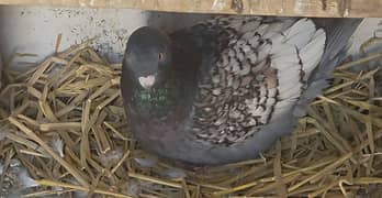 pigeon