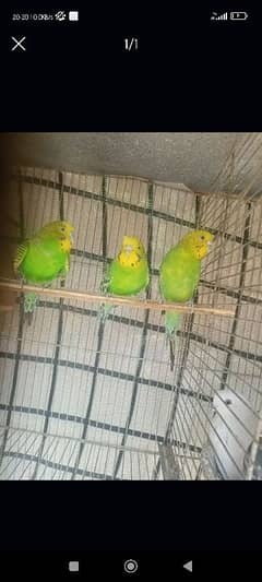 budgie pair