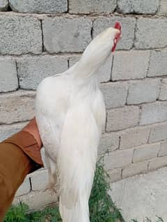 White Aseel Heera