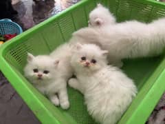 White Persian kitten for sell