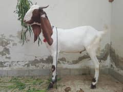 khassi Bakra 2 daant