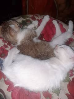 white is named as lisa and brown is named as coco
