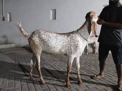 Makhi cheena |Ranjan puri|Dumba |gulabi | Bakra | بکرا |Goats Qurbani