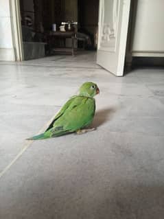 baby parrot for sale