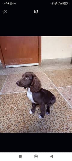 urgent sale