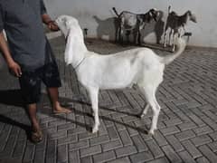 Qurbani Bakra Khassi Gulabi Ala Nasal 2 Daant Karachi per KG weight