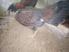 2 aseel burmi hens and chicks  1 Pakistani aseel murga for sale