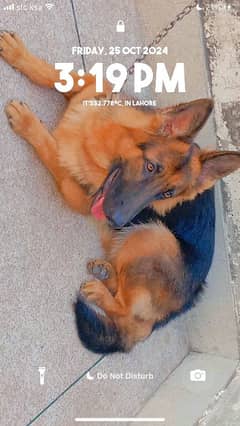 German shepherd